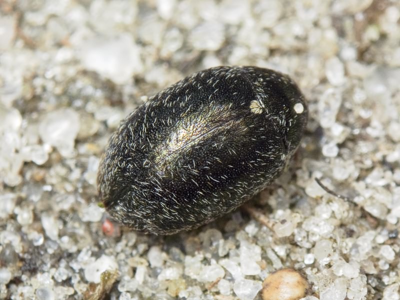 Morychus aeneus (Fabricius, 1775)